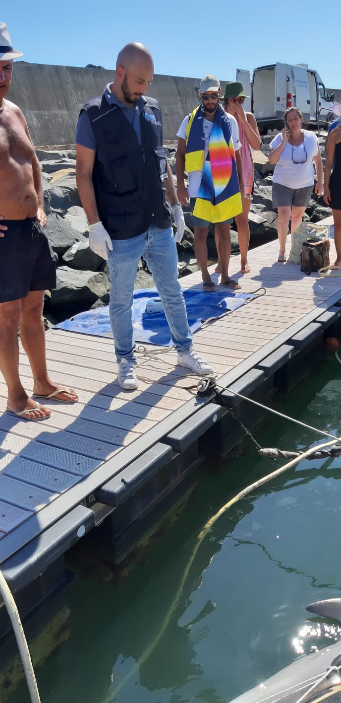 Trovato morto un altro delfino